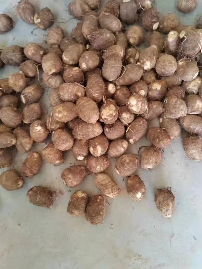 山东芋头8520大量上市，产地大量供应，质量保证