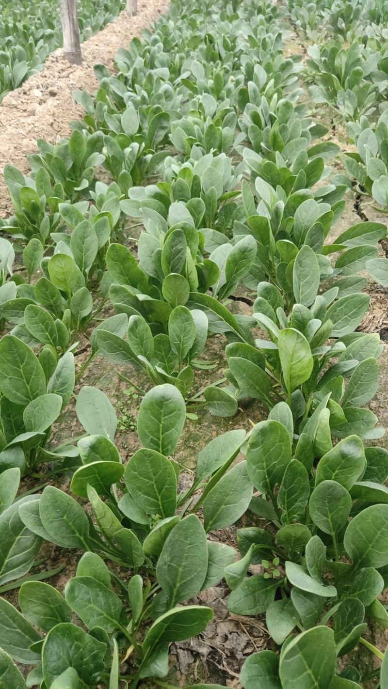 菠菜