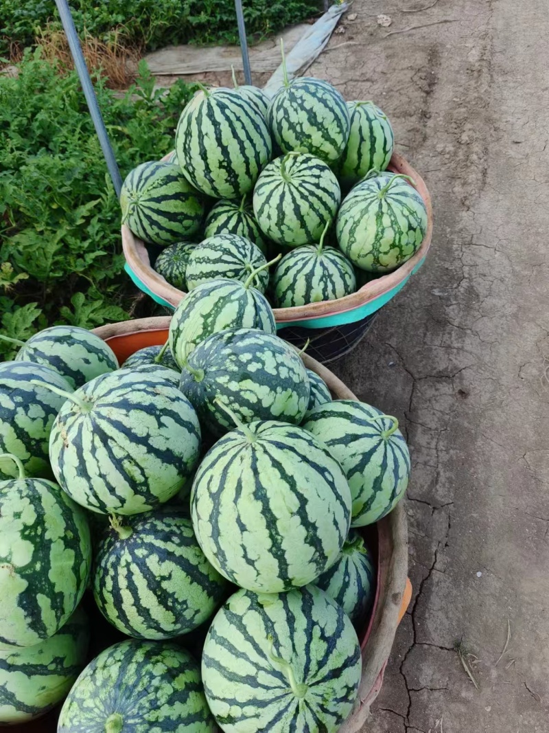 精品美都西瓜大量有货对接全国欢迎长期合作