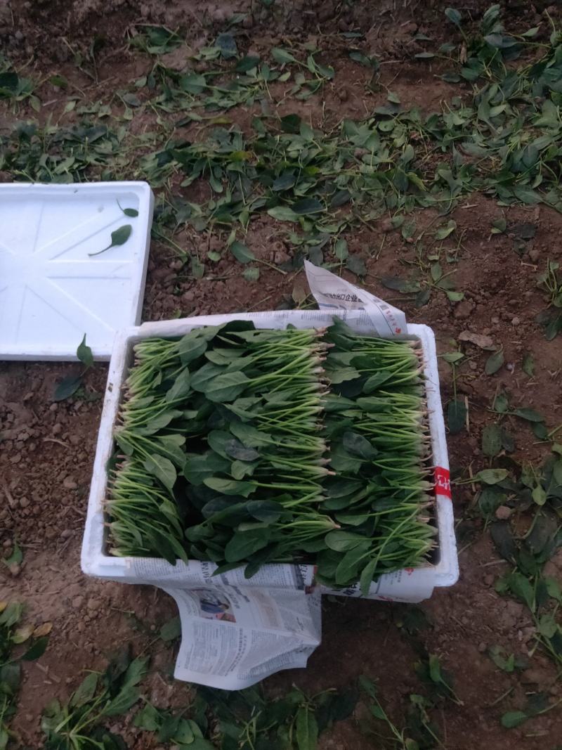 菠菜