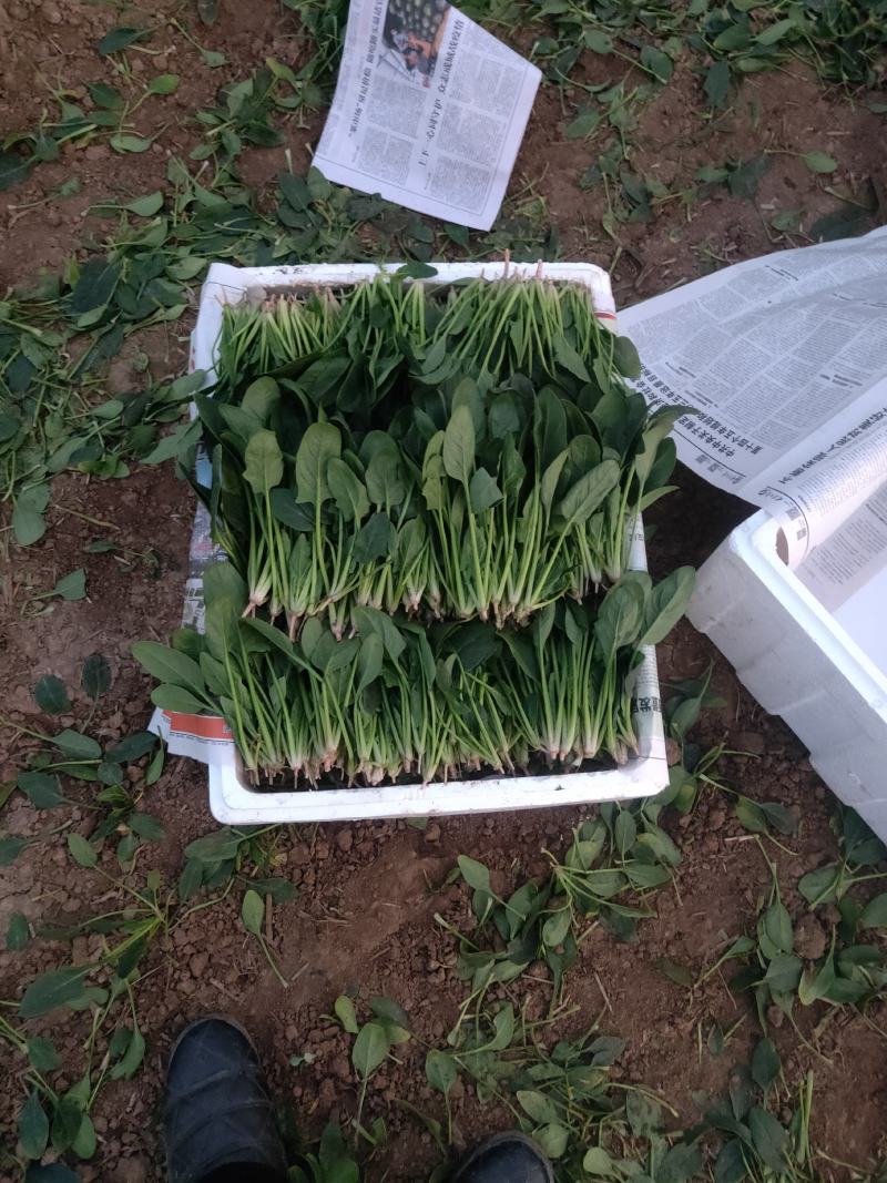 菠菜