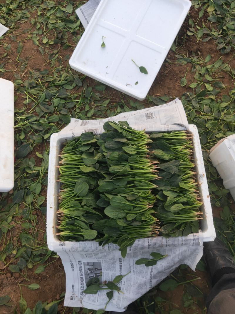菠菜
