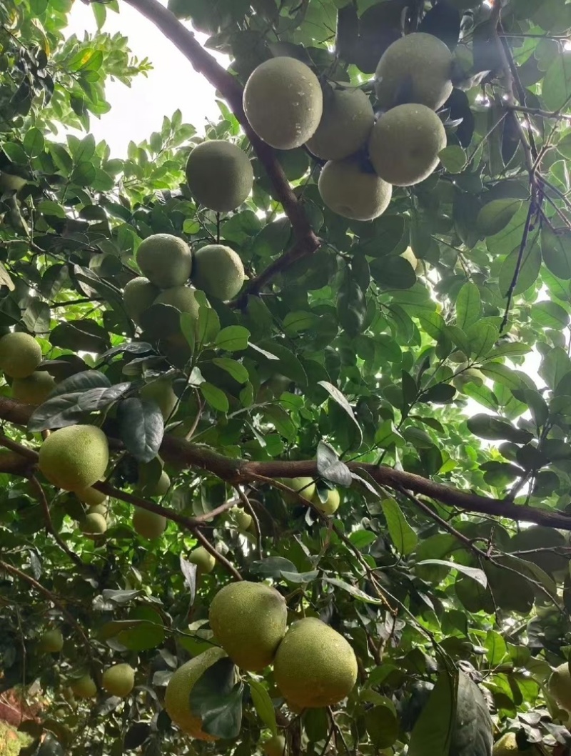 正宗福建度尾文旦柚批发酸甜可口皮薄汁多