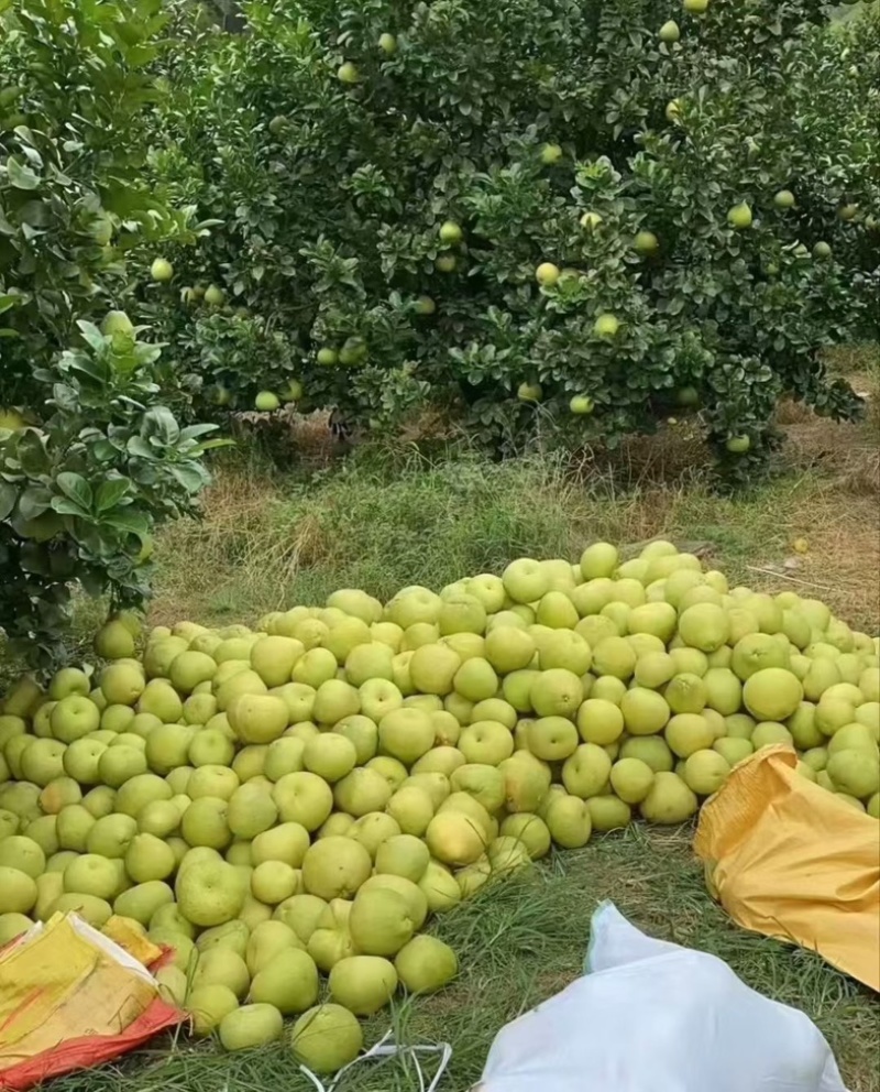 正宗福建度尾文旦柚批发酸甜可口皮薄汁多