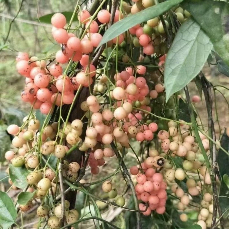 优质云南金果榄种子【地苦胆】基地直发欢迎新老客户来电咨询