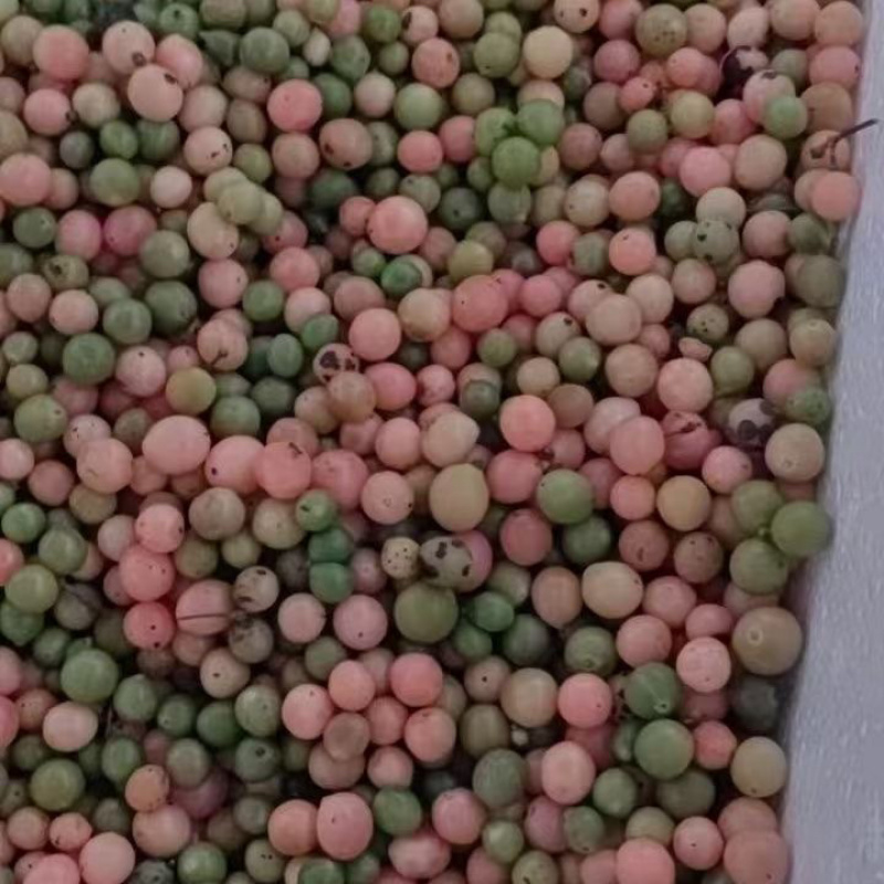 优质云南金果榄种子【地苦胆】基地直发欢迎新老客户来电咨询