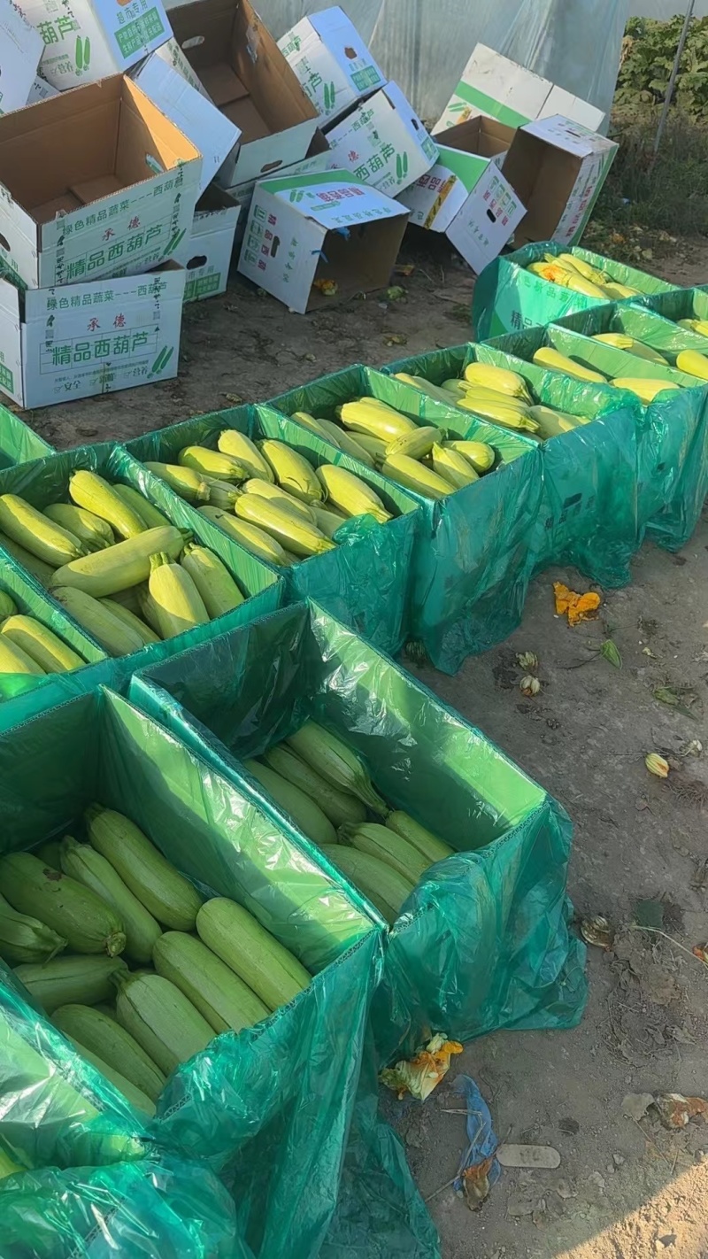 西葫芦大量上市货源充足保证品质欢迎长期合作