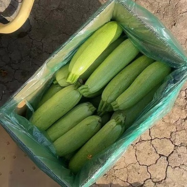西葫芦大量上市货源充足保证品质欢迎长期合作