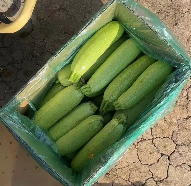 西葫芦大量上市货源充足保证品质欢迎长期合作