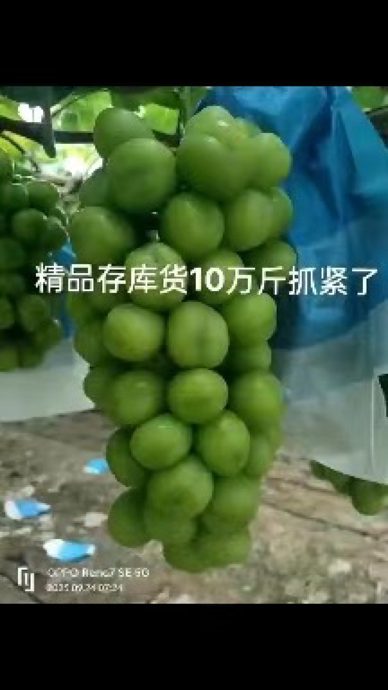 【推荐】精品葡萄阳光玫瑰葡萄产地直发按需包装全国发货