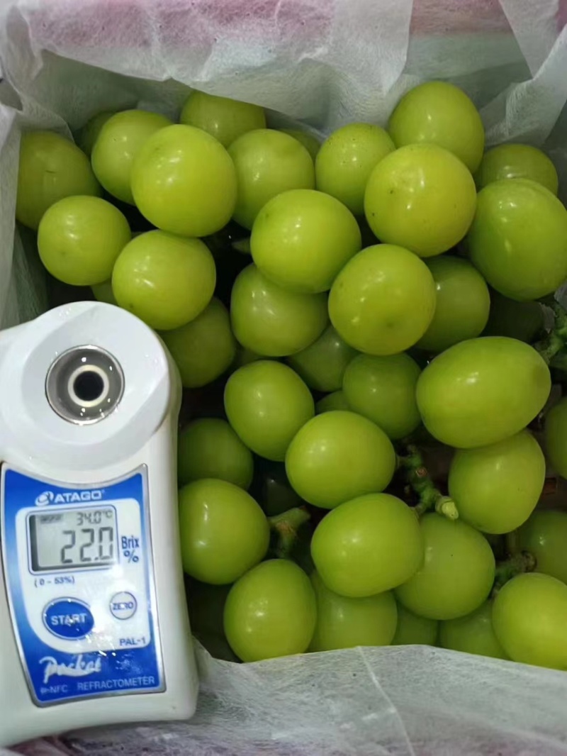 【推荐】精品葡萄阳光玫瑰葡萄产地直发按需包装全国发货