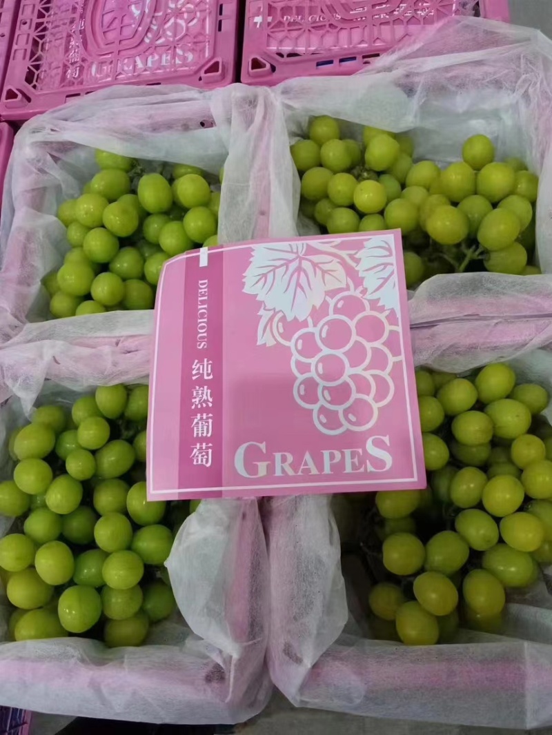 【推荐】精品葡萄阳光玫瑰葡萄产地直发按需包装全国发货