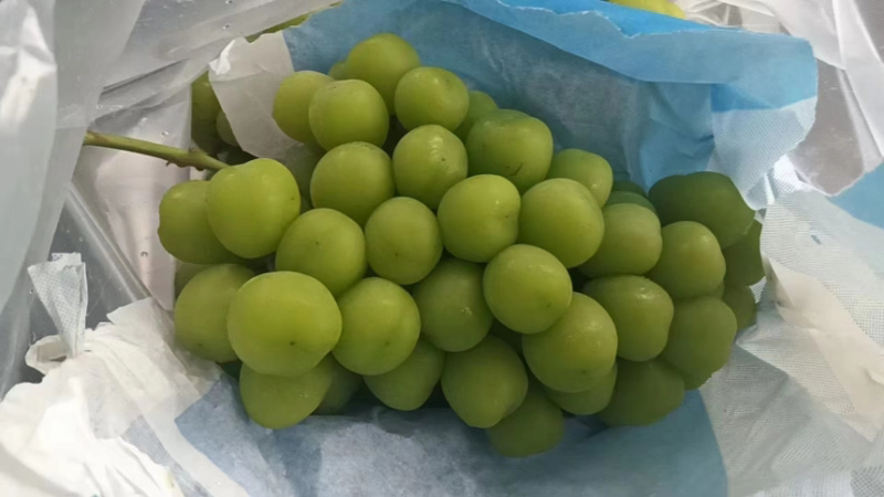 【推荐】精品葡萄阳光玫瑰葡萄产地直发按需包装全国发货
