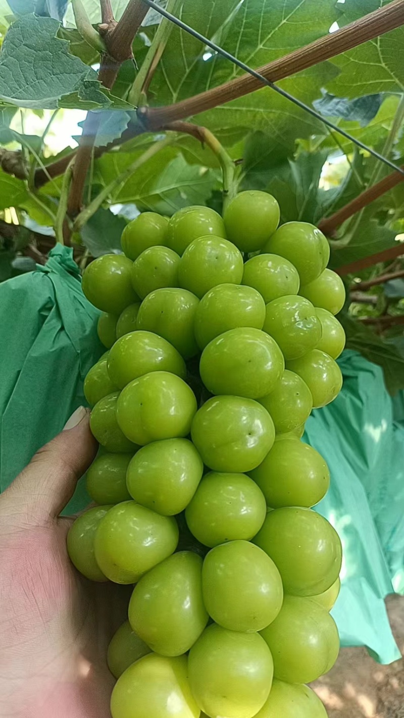 【推荐】精品葡萄阳光玫瑰葡萄产地直发按需包装全国发货