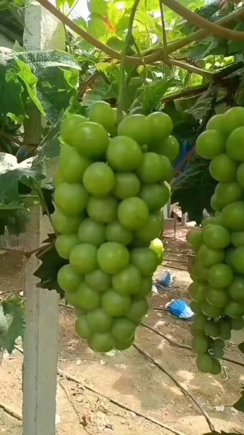 【推荐】精品葡萄阳光玫瑰葡萄产地直发按需包装全国发货