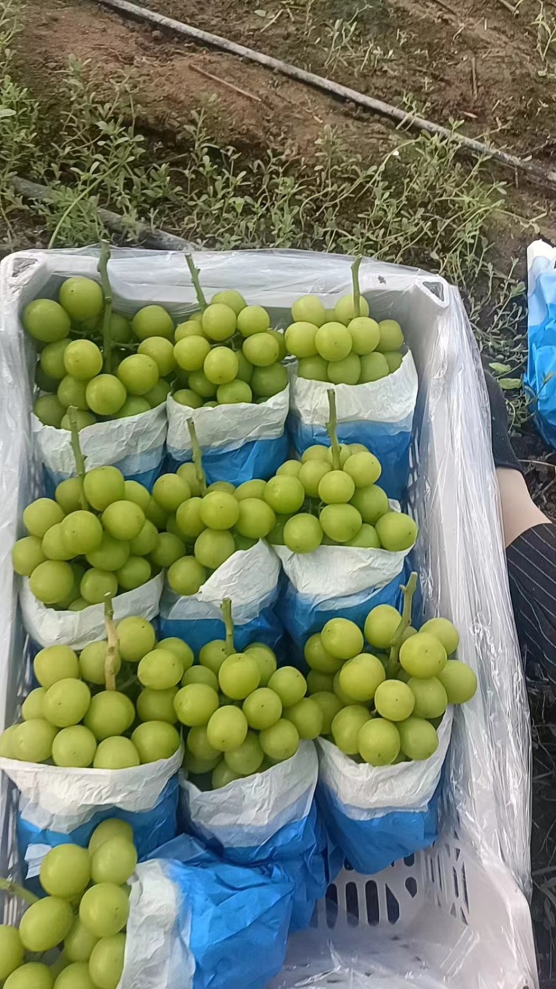 【推荐】精品葡萄阳光玫瑰葡萄产地直发按需包装全国发货