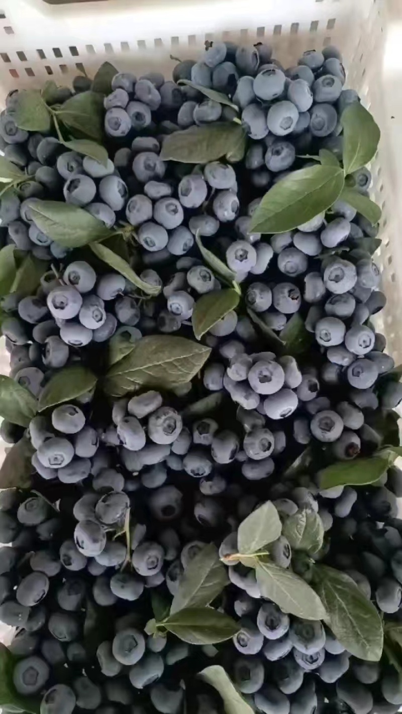 精品蓝莓H5蓝莓F6蓝莓品种全价格合理可供商超市场
