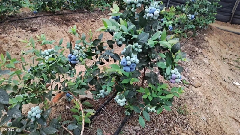 精品蓝莓H5蓝莓F6蓝莓品种全价格合理可供商超市场