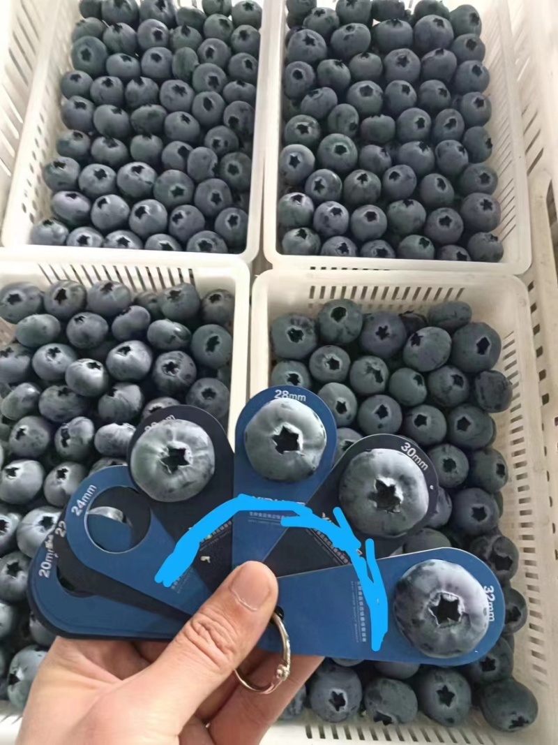 精品蓝莓H5蓝莓F6蓝莓品种全价格合理可供商超市场