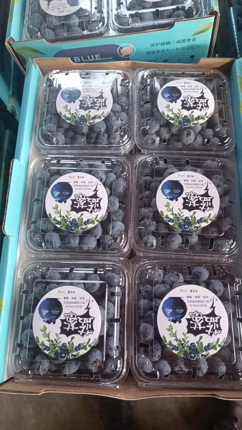 精品蓝莓H5蓝莓F6蓝莓品种全价格合理可供商超市场