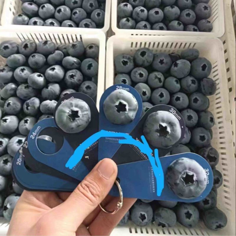 精品蓝莓H5蓝莓F6蓝莓品种全价格合理可供商超市场