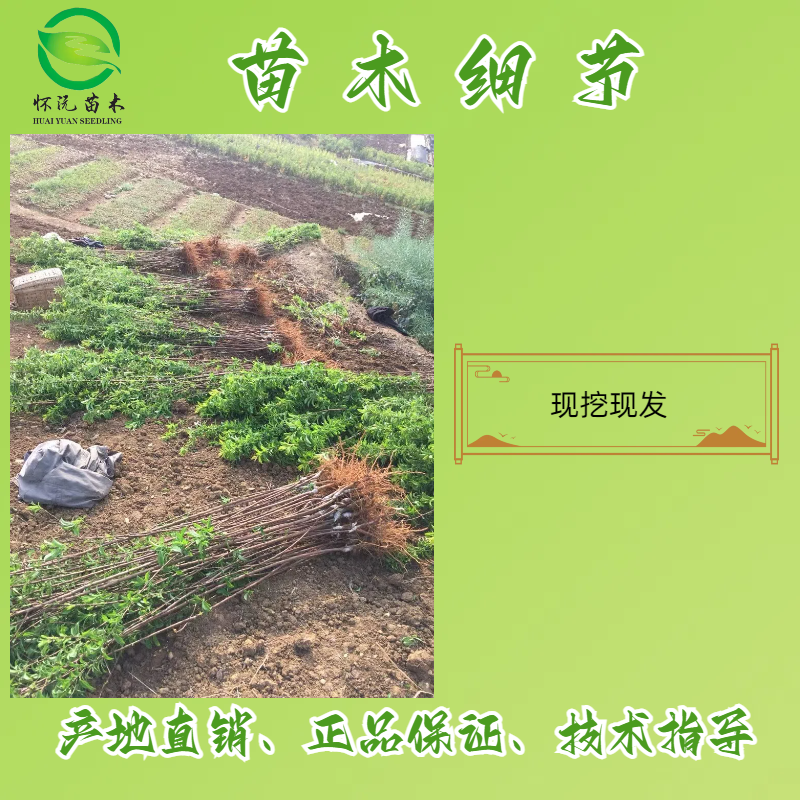 蜂糖李子苗蜂糖李子树苗嫁接苗产地直销【批发】技术指导