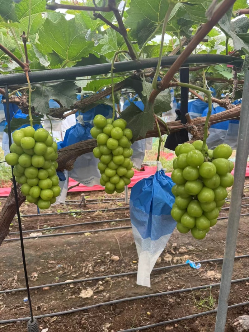 阳光玫瑰葡萄精品葡萄电商市场商超社区团购产地直发一手