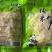 江西黎川县糯米笋丝(免泡发)清水笋丝采用嫩笋尖切丝泡发
