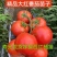 嫁接大红西红柿苗直播大红番茄苗苗场直发山东抗病毒番茄苗