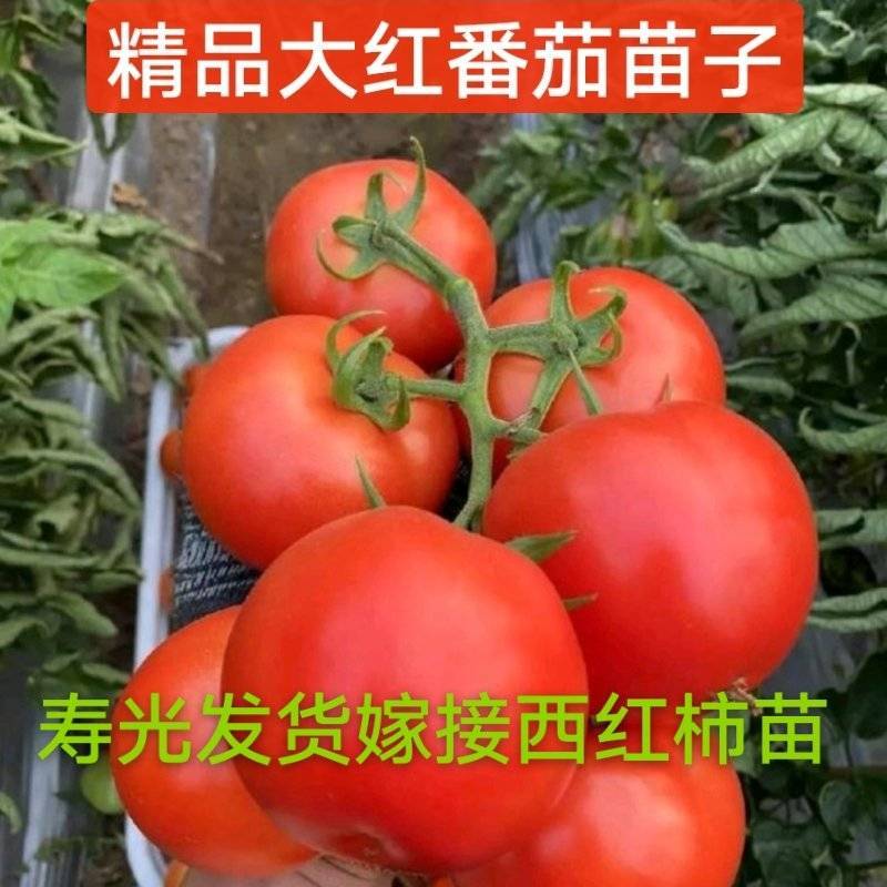 嫁接大红西红柿苗直播大红番茄苗苗场直发山东抗病毒番茄苗