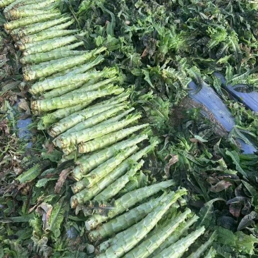 红叶香莴笋杆子，青皮青肉，无空心无脱节，欢迎电联