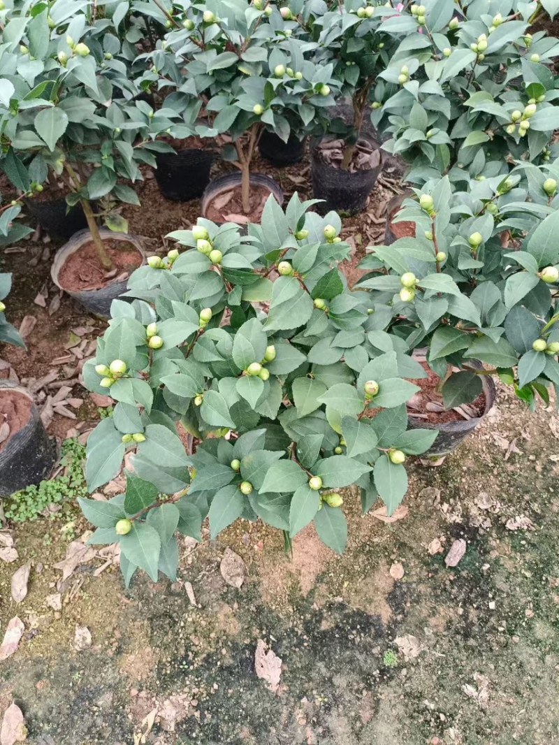 盆栽植物花卉香妃茶花