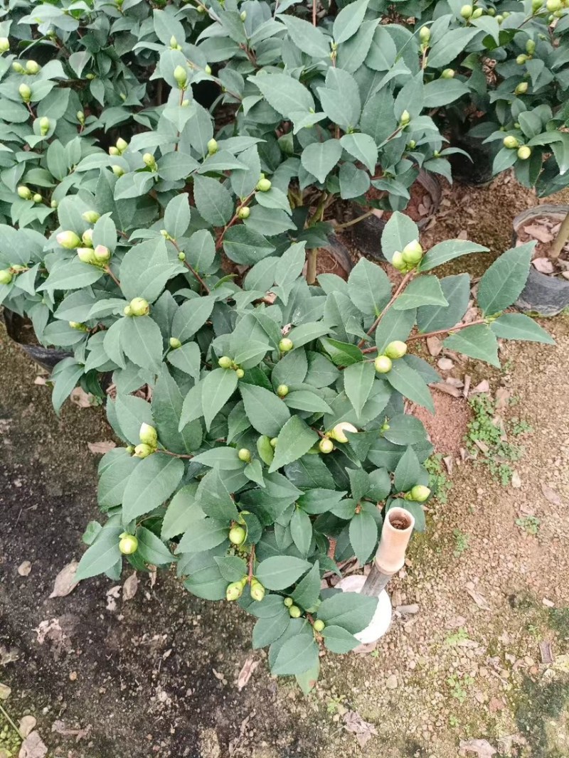 盆栽植物花卉香妃茶花