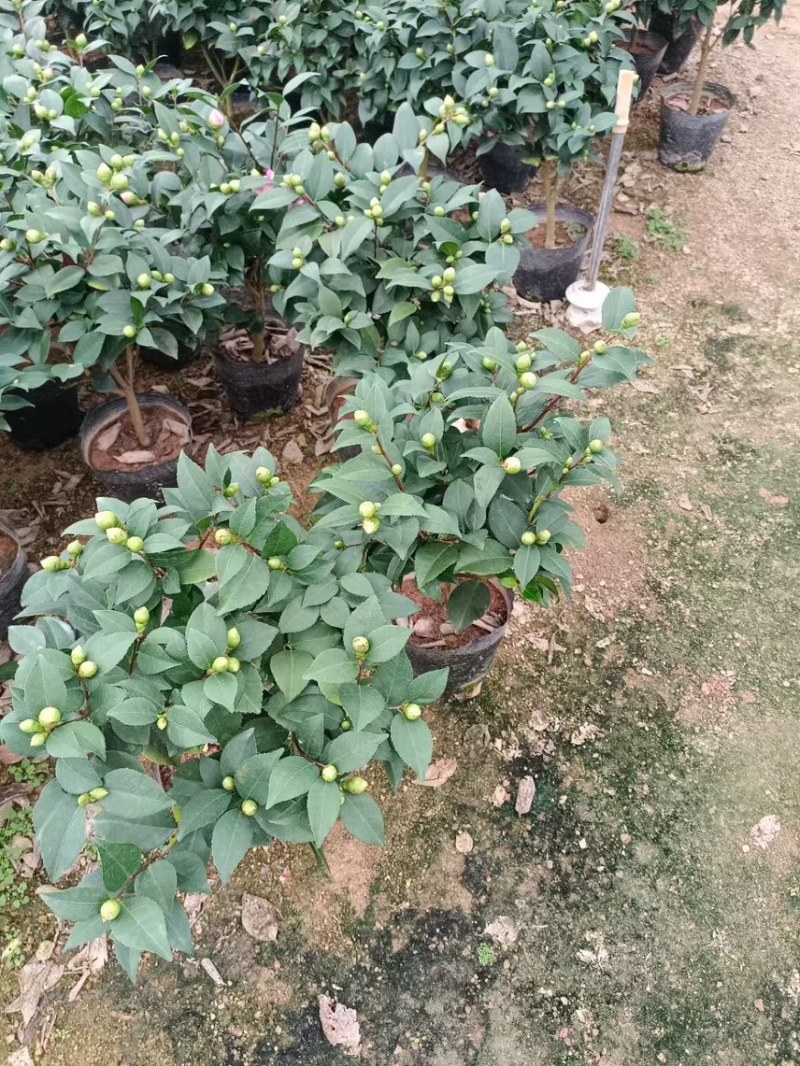 盆栽植物花卉香妃茶花
