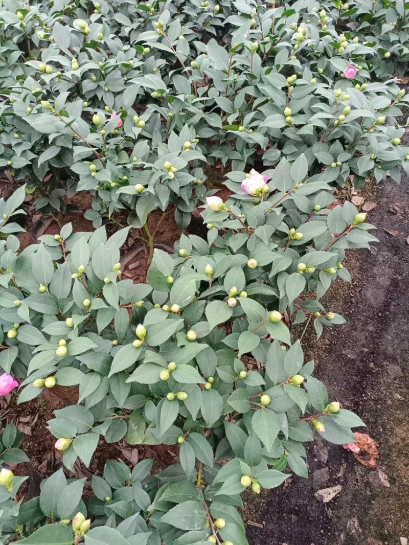 盆栽植物花卉香妃茶花