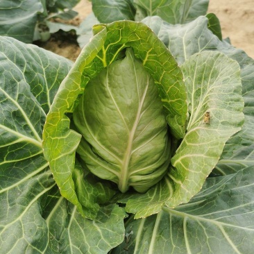 迎春甘蓝种子牛心包菜种子种籽蔬菜卷心菜春秋冬季耐寒蔬菜
