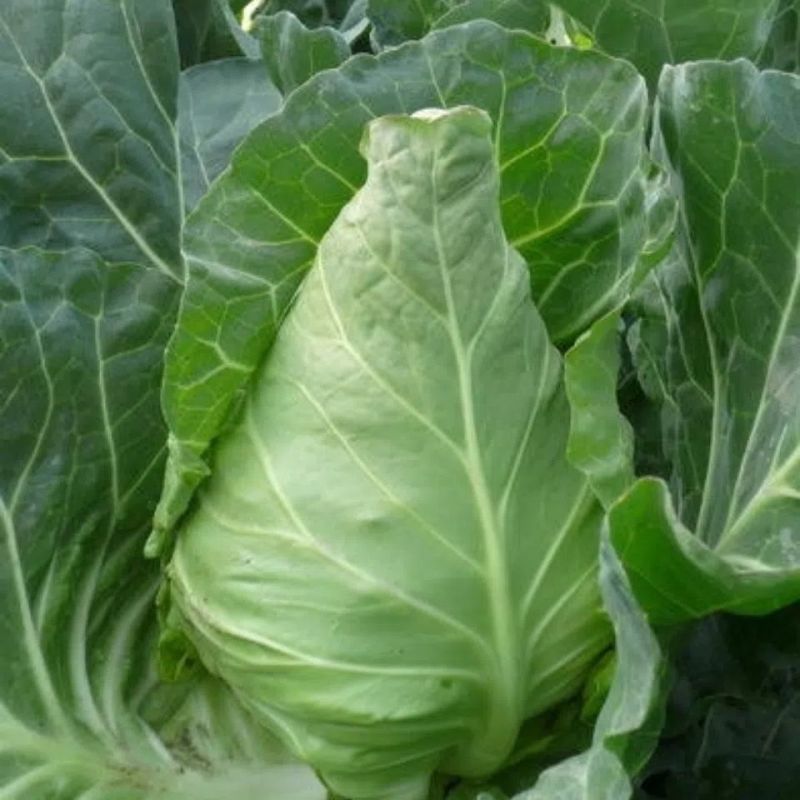 迎春甘蓝种子牛心包菜种子种籽蔬菜卷心菜春秋冬季耐寒蔬菜