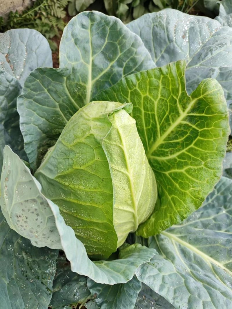 迎春甘蓝种子牛心包菜种子种籽蔬菜卷心菜春秋冬季耐寒蔬菜