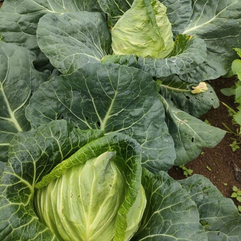 迎春甘蓝种子牛心包菜种子种籽蔬菜卷心菜春秋冬季耐寒蔬菜