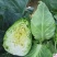 迎春甘蓝种子牛心包菜种子种籽蔬菜卷心菜春秋冬季耐寒蔬菜