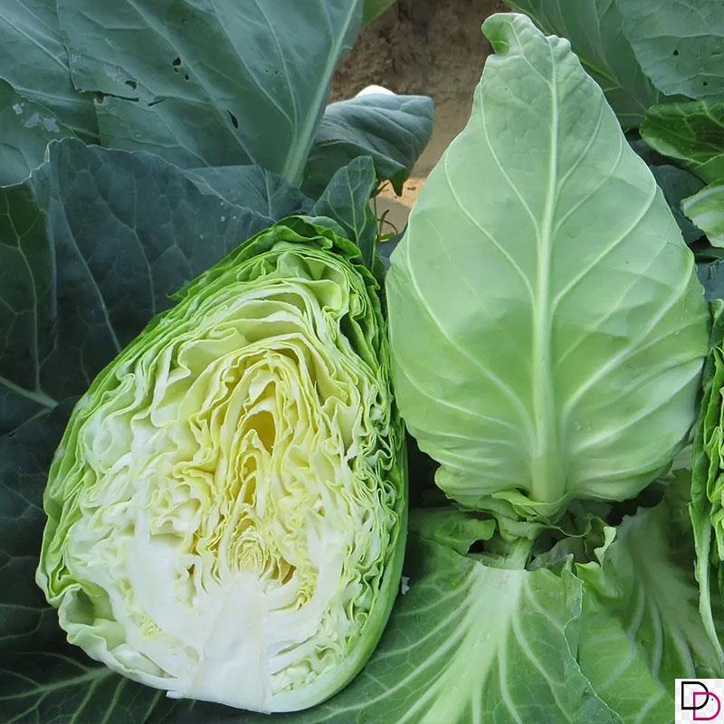 迎春甘蓝种子牛心包菜种子种籽蔬菜卷心菜春秋冬季耐寒蔬菜