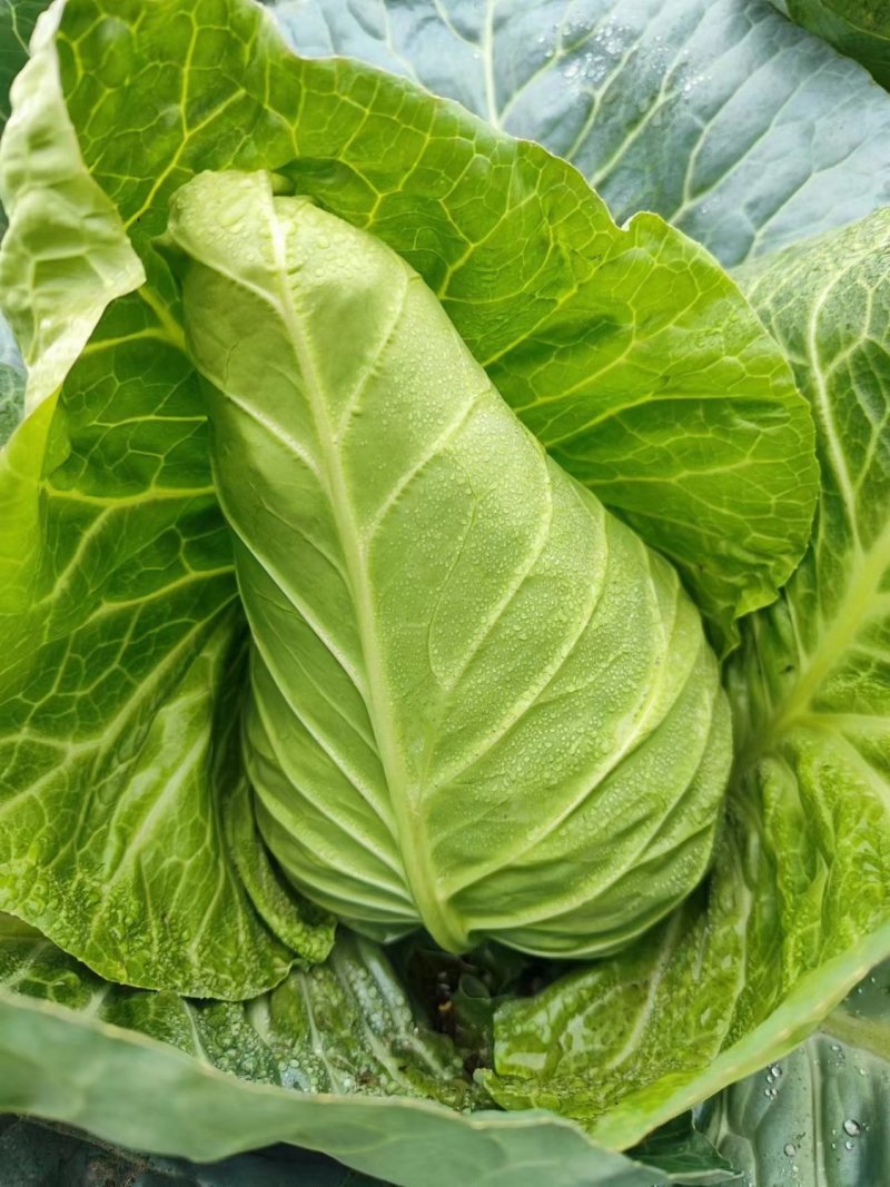 迎春甘蓝种子牛心包菜种子种籽蔬菜卷心菜春秋冬季耐寒蔬菜