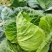 迎春甘蓝种子牛心包菜种子种籽蔬菜卷心菜春秋冬季耐寒蔬菜