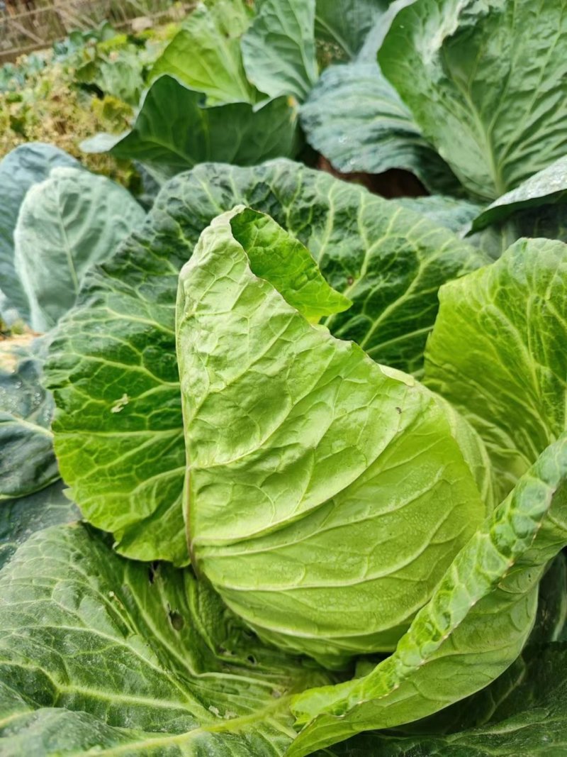 迎春甘蓝种子牛心包菜种子种籽蔬菜卷心菜春秋冬季耐寒蔬菜