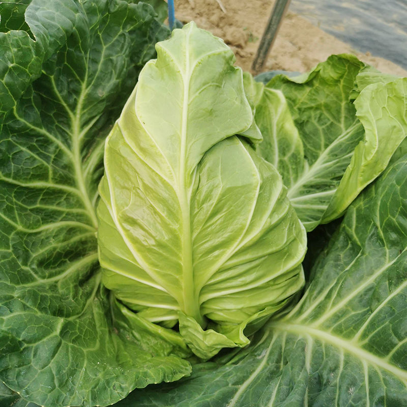 迎春甘蓝种子牛心包菜种子种籽蔬菜卷心菜春秋冬季耐寒蔬菜