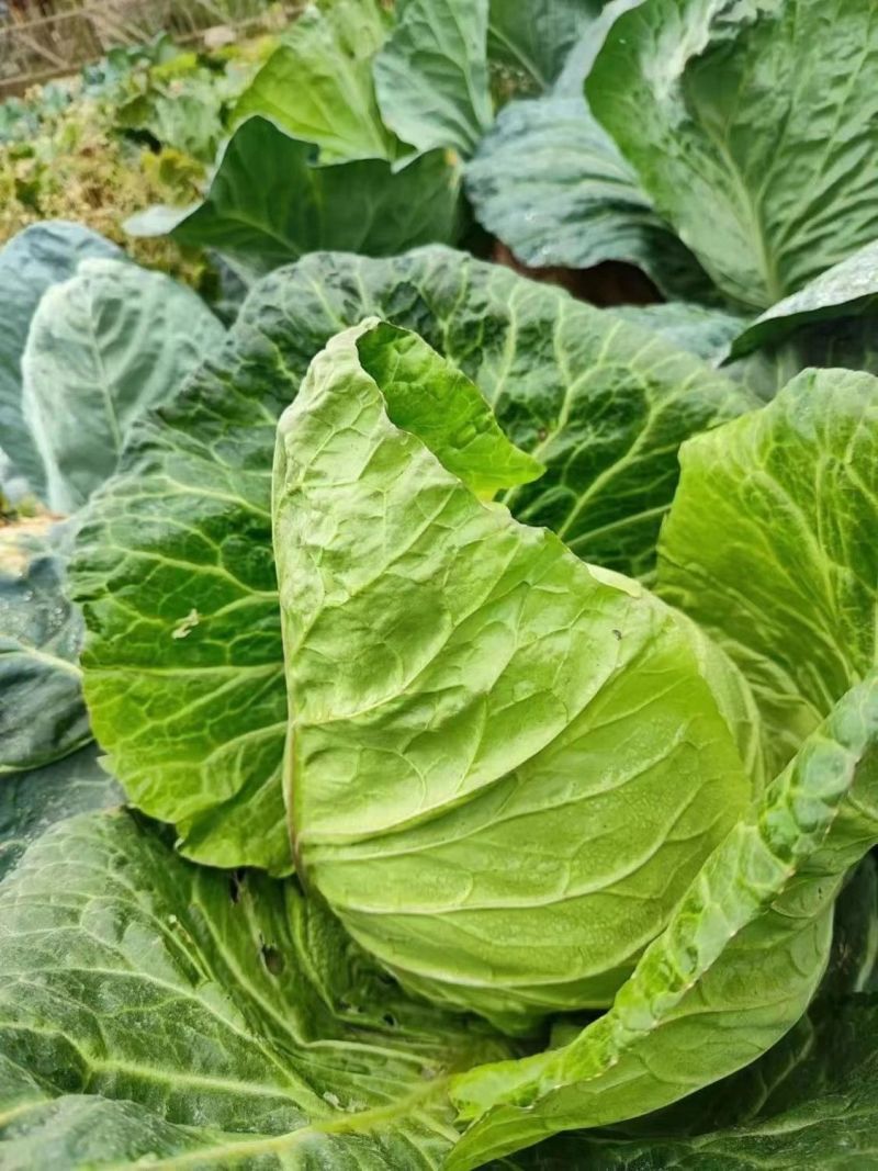 迎春甘蓝种子牛心包菜种子种籽蔬菜卷心菜春秋冬季耐寒蔬菜