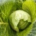 迎春甘蓝种子牛心包菜种子种籽蔬菜卷心菜春秋冬季耐寒蔬菜