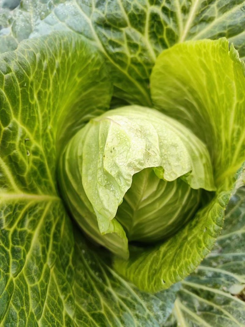 迎春甘蓝种子牛心包菜种子种籽蔬菜卷心菜春秋冬季耐寒蔬菜