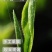 2024年春茶正宗云南凤庆滇红茶中国红