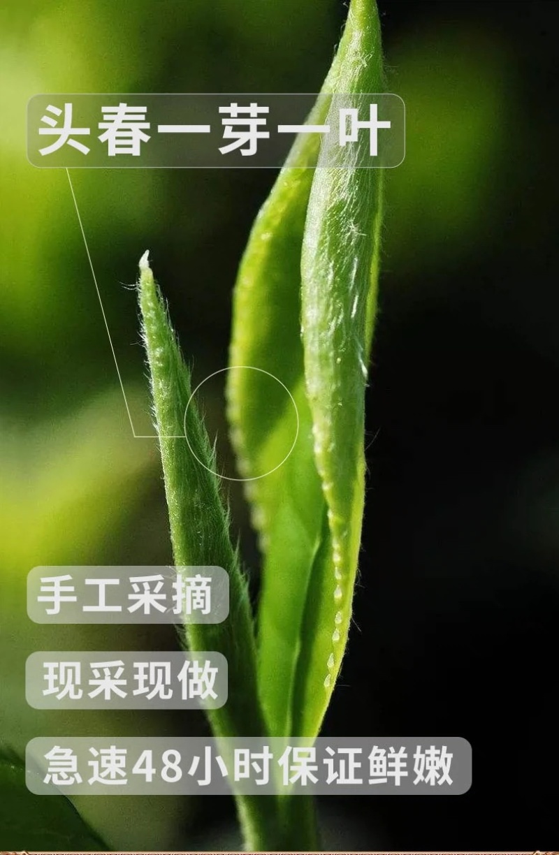 2024年春茶正宗云南凤庆滇红茶中国红